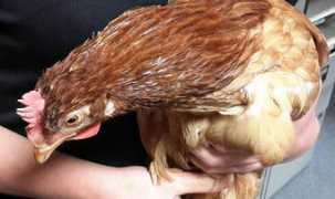express.co.uk Fowl