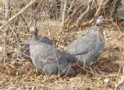 shadylanefarm.us Fowl