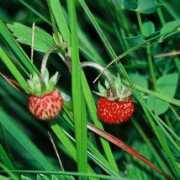 streva.it Fragole