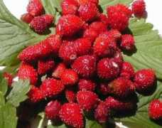 benessereblog.it Fragoline
