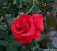 roses.toytrains1.com Fragrant