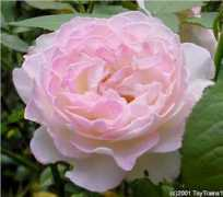 roses.toytrains1.com Fragrant
