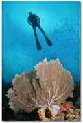 divemargarita.com Frailes
