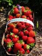 Fraises