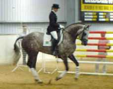 cyberhorse.net.au Frambo