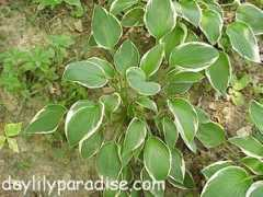 daylilyparadise.com Francee