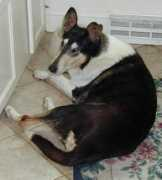 signetcollies.com Franchel