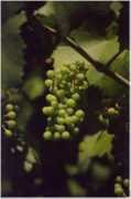 sismondowines.com Franciscan