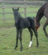 holmetrakehners.com Francoa