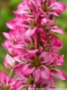 saxifraga.org Francoa