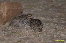 baladeornithologique.com Francolin