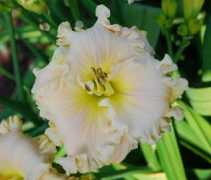flower1.ru Francous