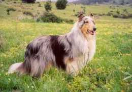 rainshadecollies.com Franden