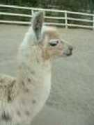 llamajeans.com Frangelica