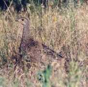 gpeppas.gr Frangolin
