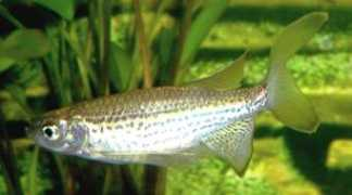 tropicalfishgallery.com Frankei