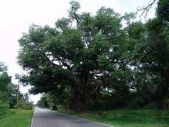 nativetreesociety.org Frankes