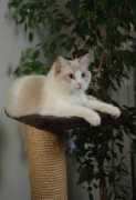exaltedcat.com Franki