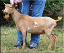 sunvalleygoats.com Frankincense