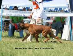 gallery.site.hu Frankinho