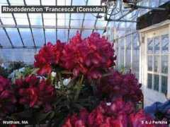 rosebay.org Franseca