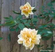 rosegathering.com Fransesca