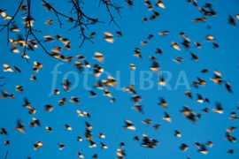 fotolibra.com Frantic