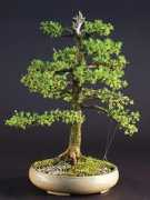 bonsai-centrum.sk Frastia