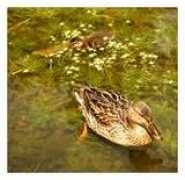 photo.net Fratean