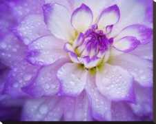 allposters.ca Frates