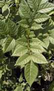 Fraxinus