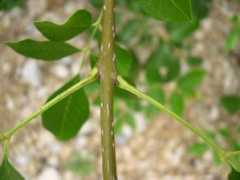 Fraxinus