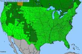 Fraxinus