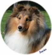 caledonshelties.com Frazier