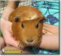 petoftheday.com Frechdachs