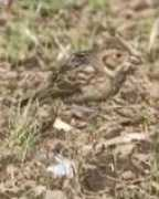 rarebirdspain.net Frechilla