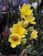 Freesia