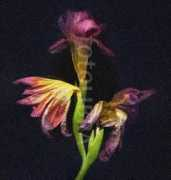 Freesia