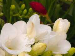 Freesia