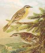 jcbourdais.net Freille