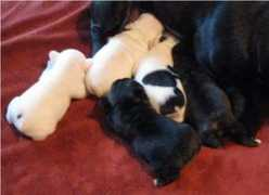 luckycharmkennel.com Frenchies