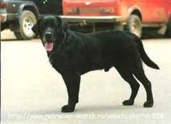 retriever-search.ru Frenkin