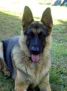 vonhornbergershepherds.com Frennie