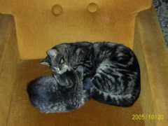 gallery.site.hu Frici