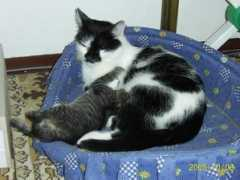 gallery.site.hu Frici