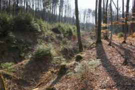 dillum.ch Fridau