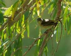 utahbirds.org Fridell