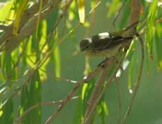 utahbirds.org Fridell