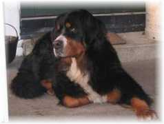kennel-hiselfoss.com Frille
