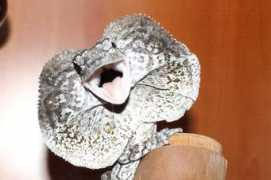 reptileforums.co.uk Frilly